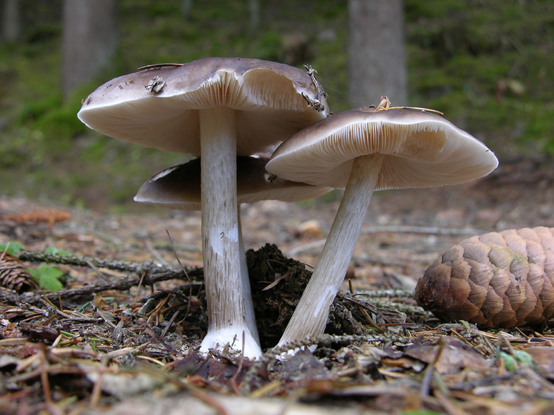 Fungo da determinare 11.